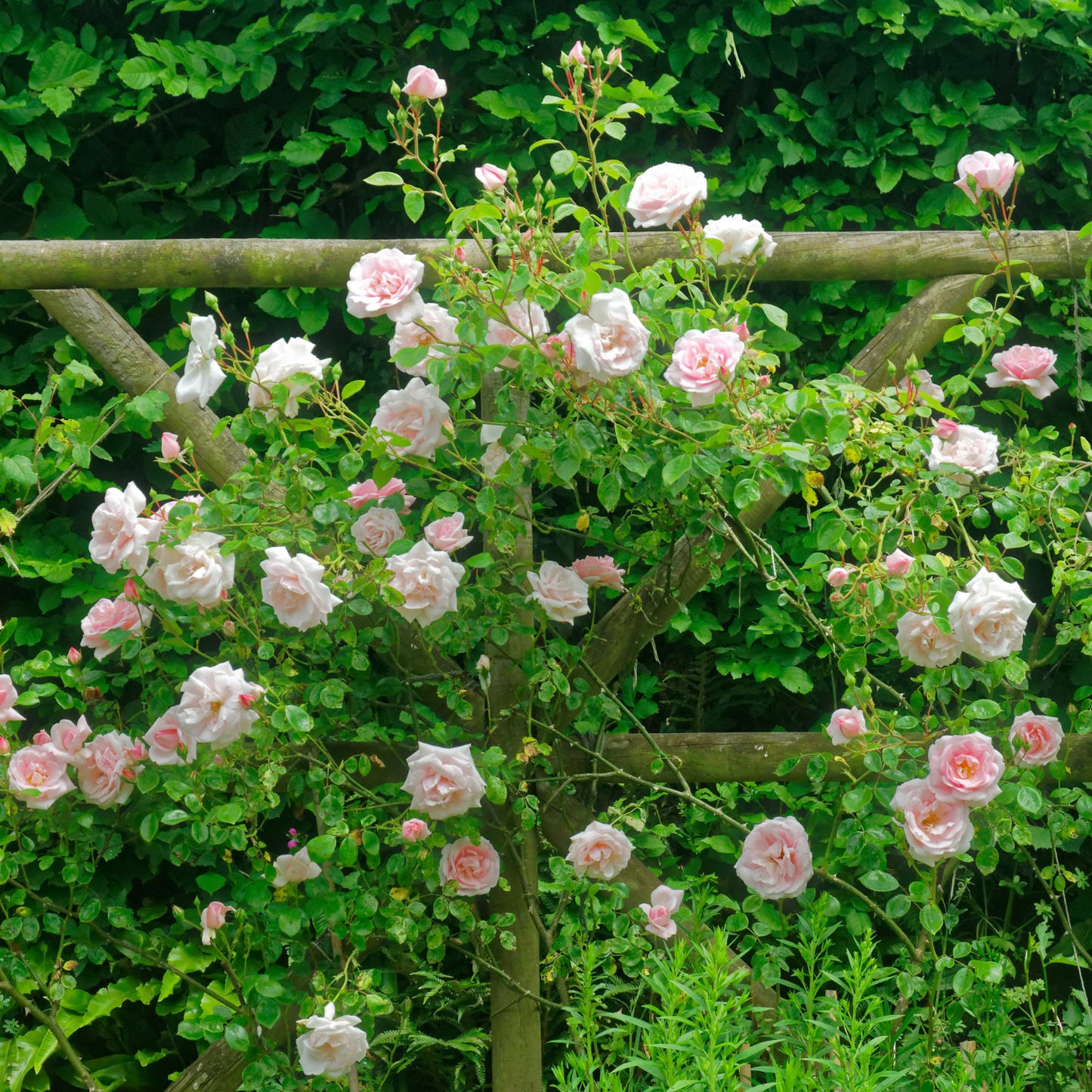 New Dawn' climbing rose on trellis