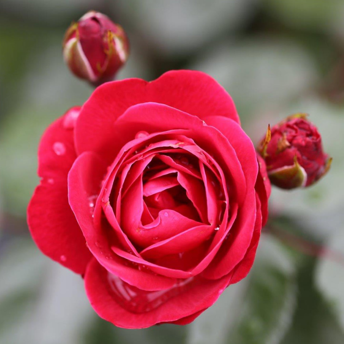 Rose 'Precious Ruby'