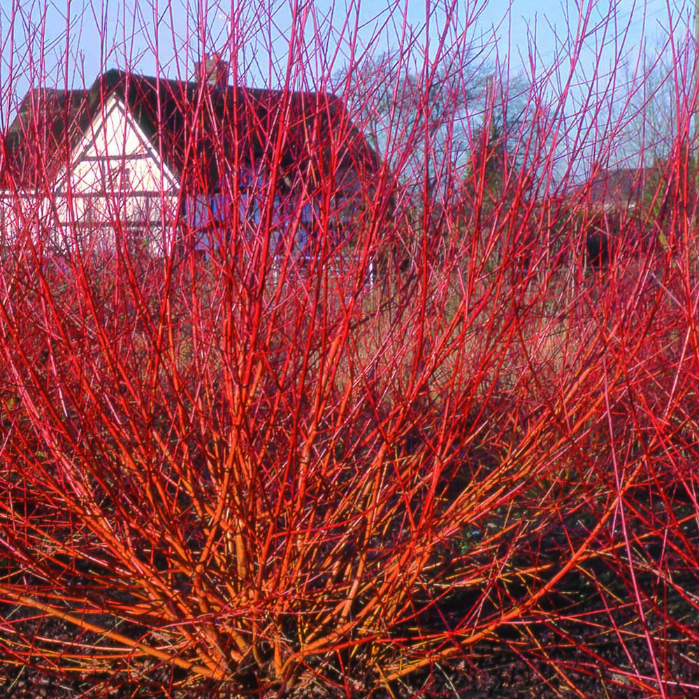 Salix alba var. vitellina 'Yelverton' Tree