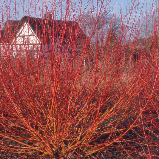 Salix alba Yelverton