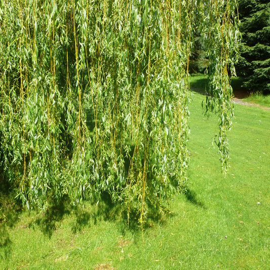 Salix x sepulcralis chrysocoma Weeping Willow tree