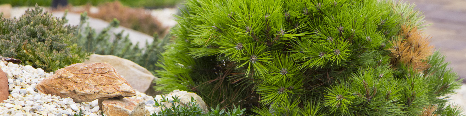 Small Conifer