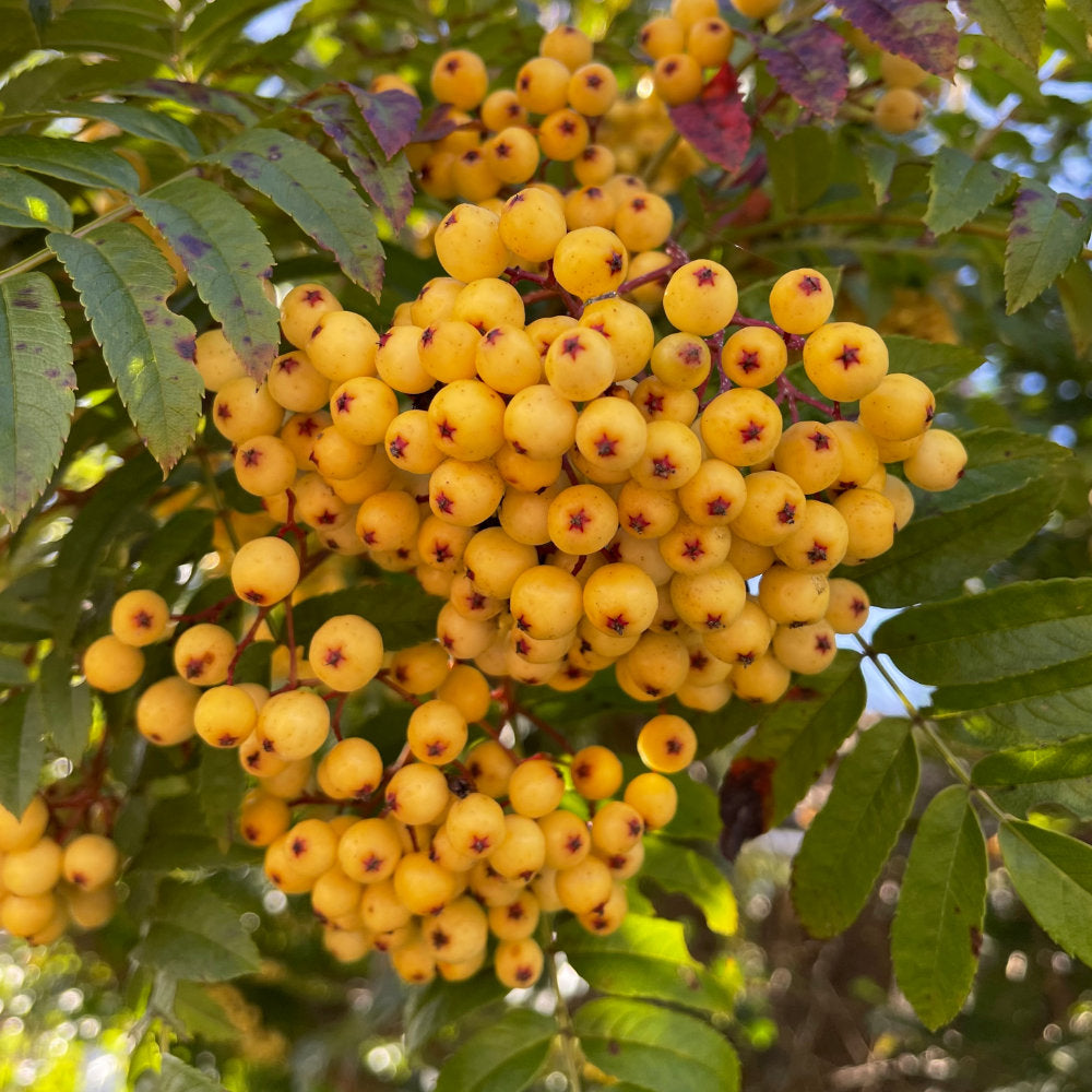 Sorbus 'Sunshine' Tree