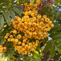 Sorbus 'Sunshine' Mountain Ash tree