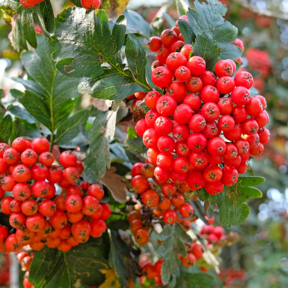 Sorbus gibbsii red berries closeup