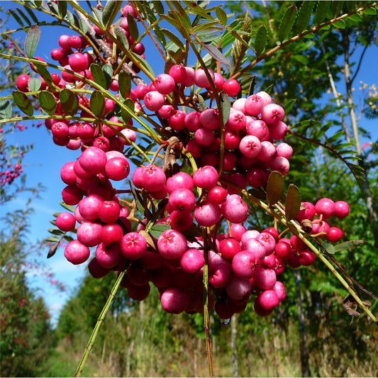 Sorbus vilmorinii tree