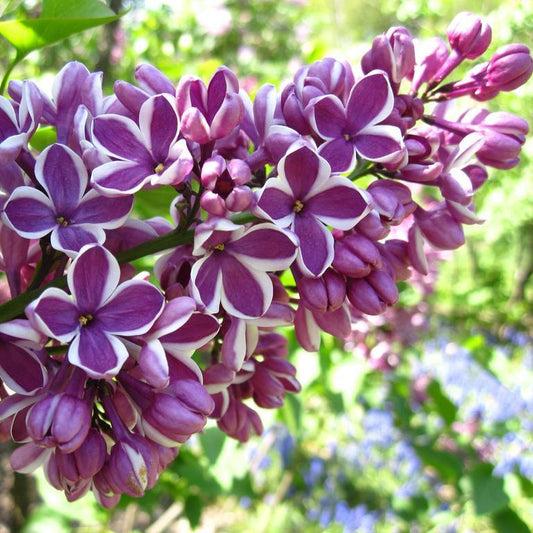 Syringa vulgaris 'Sensation' tree