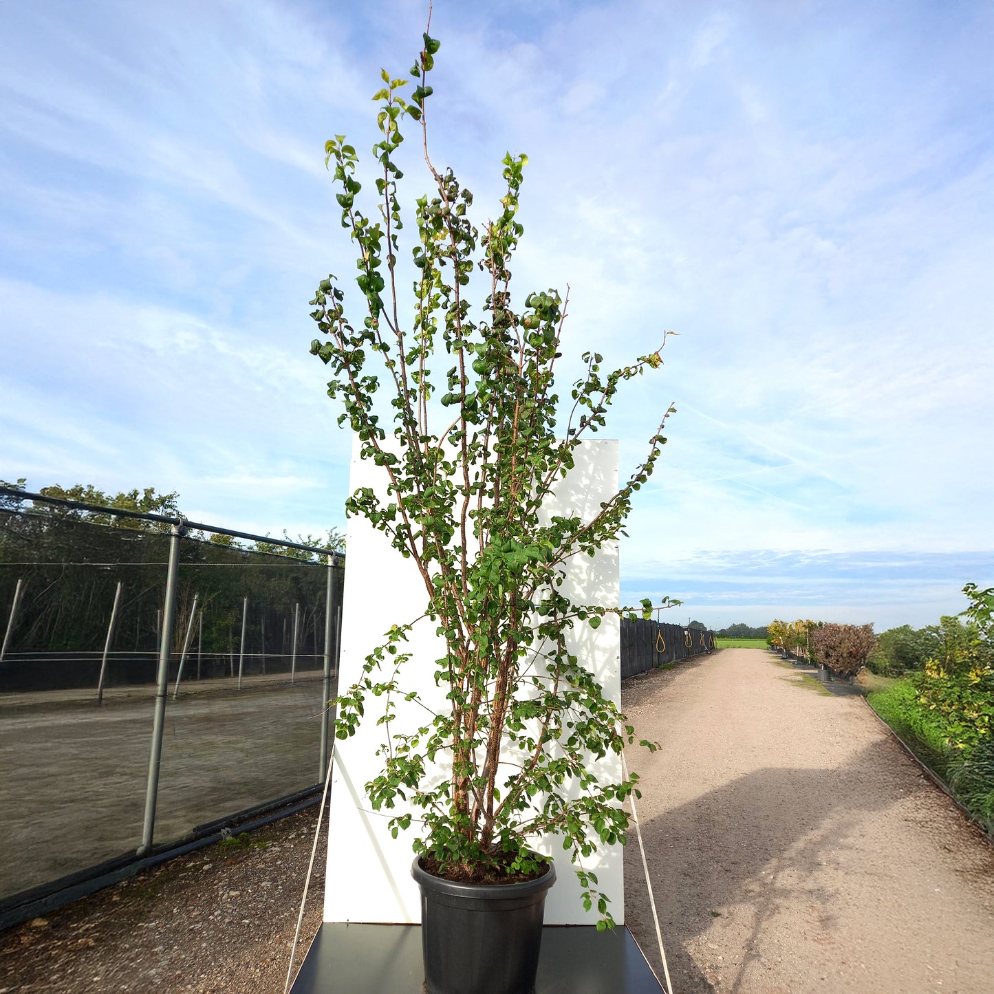 Syringa China Snow multistem in container