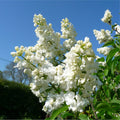 Syringa vulgaris 'Madame Lemoine' Lilac tree