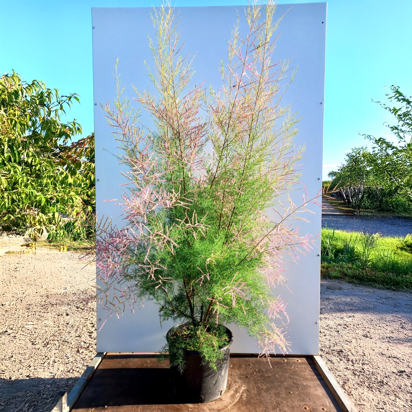 Tamarix Pink Cascade mature tree in container