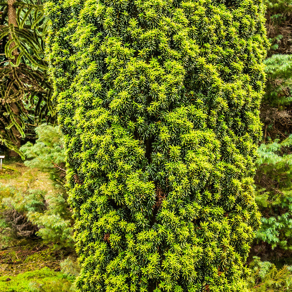 Taxus baccata 'Standishii' Dwarf Yew