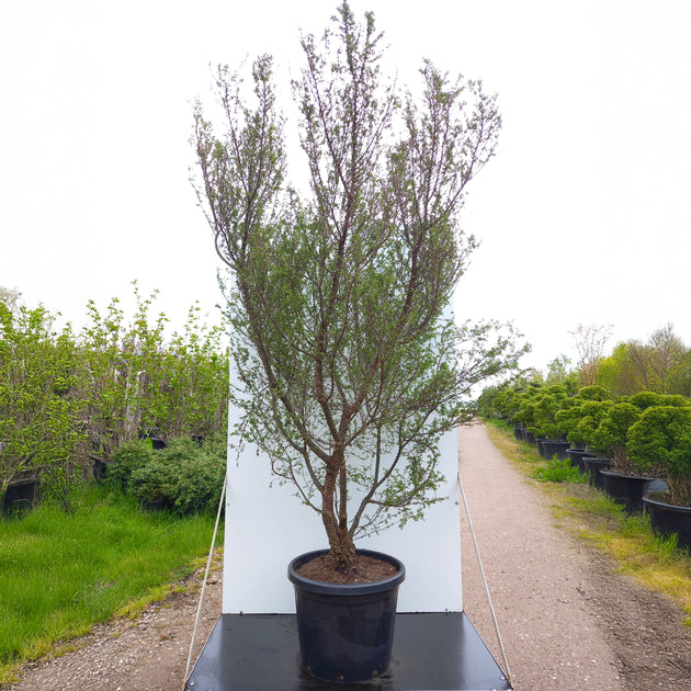 Ulmus parviflora in pot