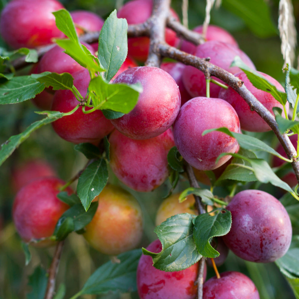 Victoria plum tree