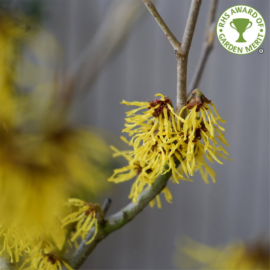 Hamamelis x intermedia 'Arnold Promise'