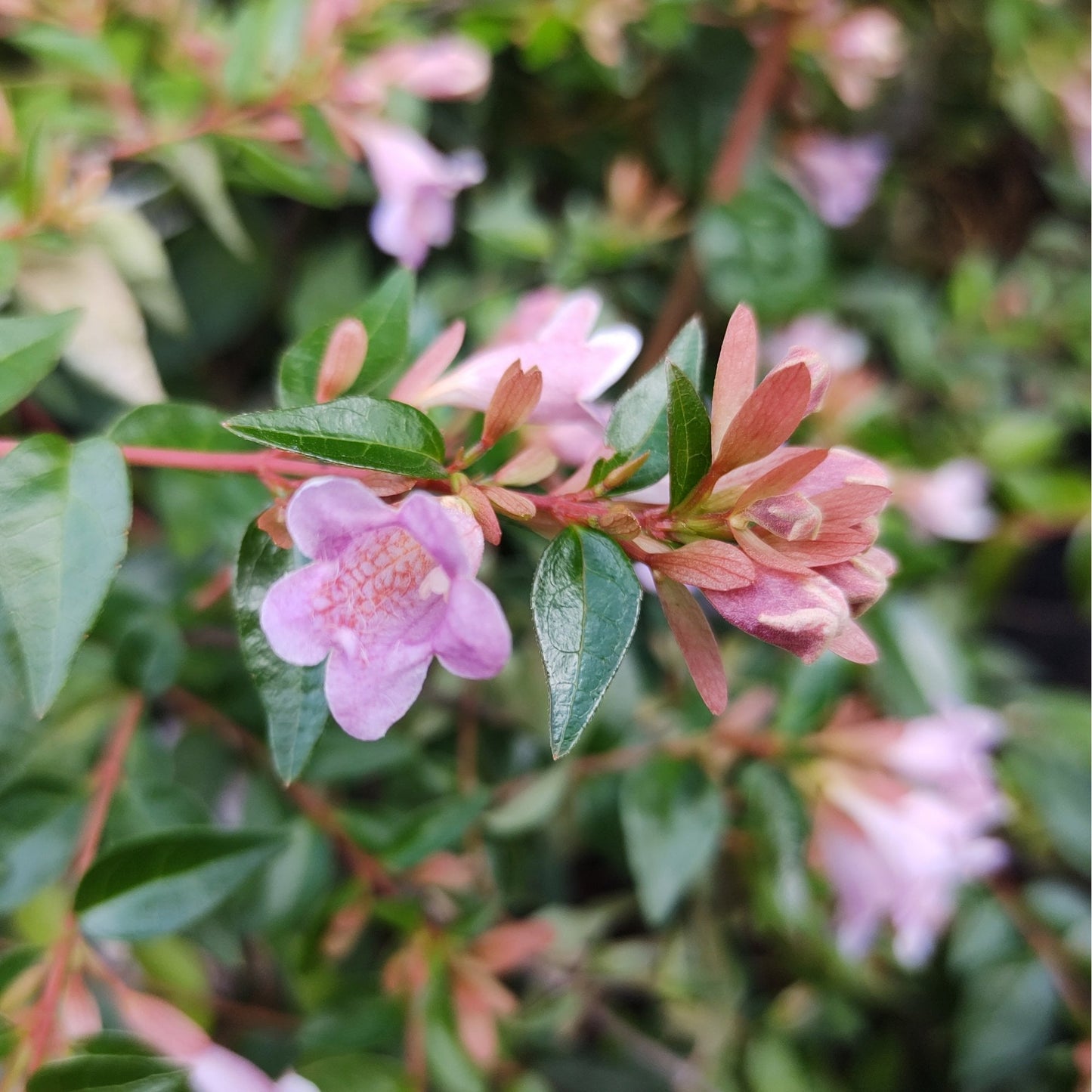 Abelia 'Edward Goucher'