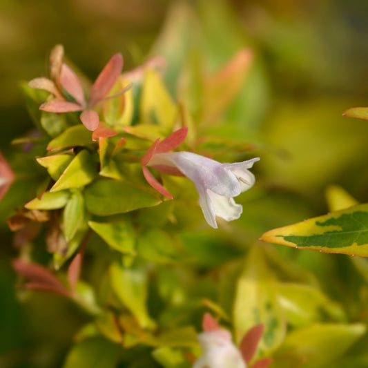 Abelia grandiflora 'Kaleidoscope'