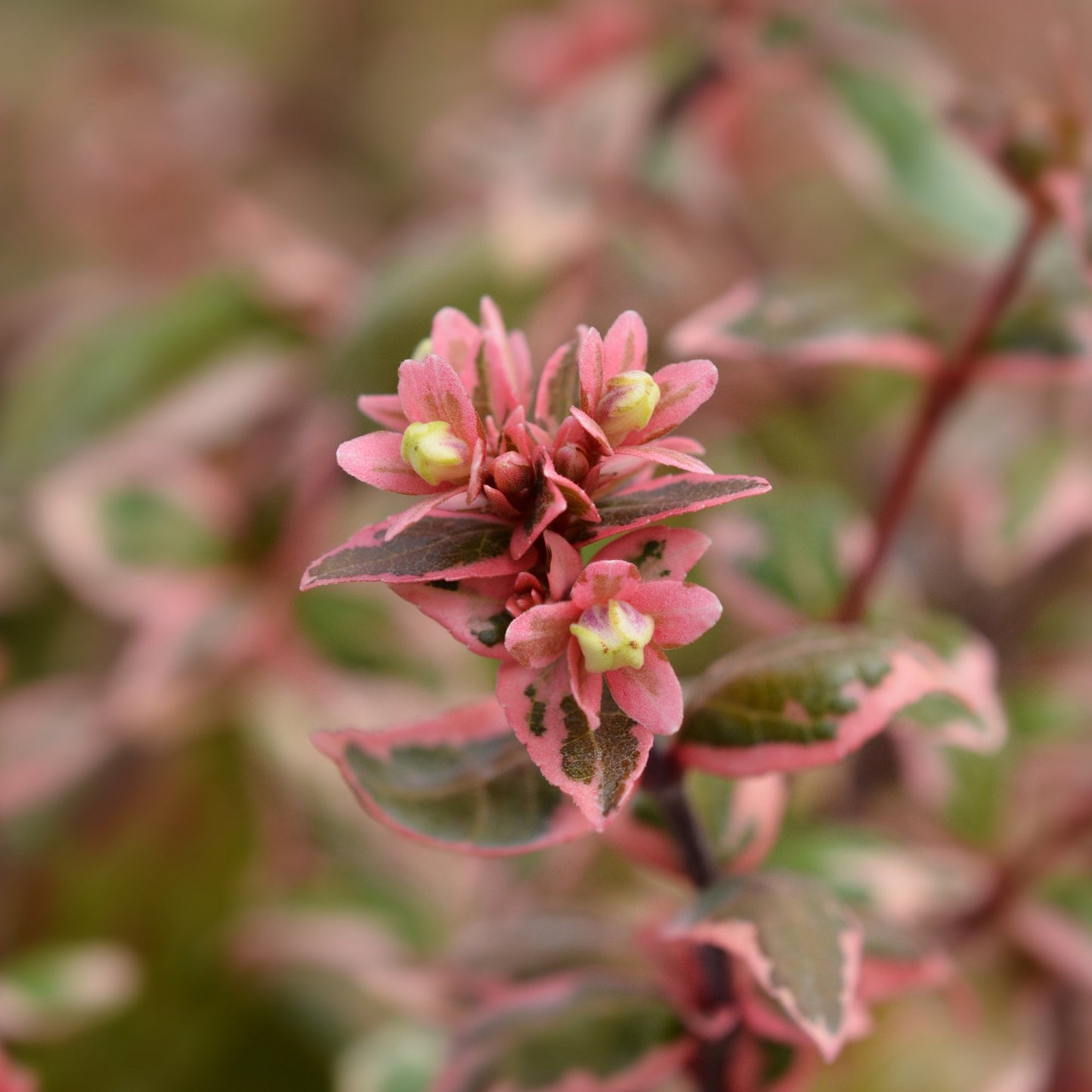 Abelia grandiflora Magic Daydream