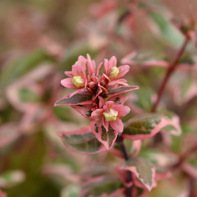 Abelia grandiflora Magic Daydream