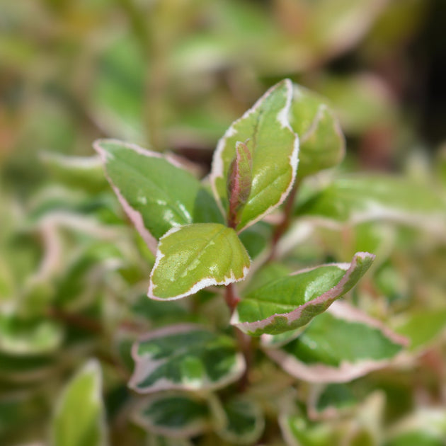 Abelia grandiflora Magic Daydream variegated leaves