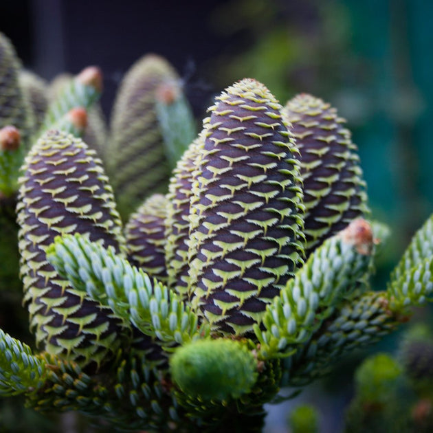 Silberlocke Korean Fir cones