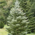 Abies koreana 'Silberlocke' Korean Fir