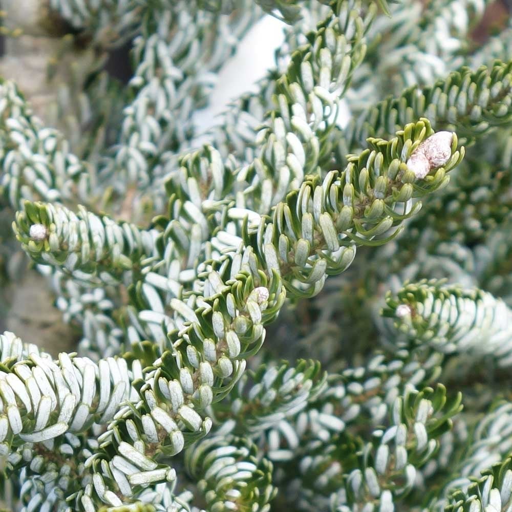 Abies koreana 'Silberlocke' tree