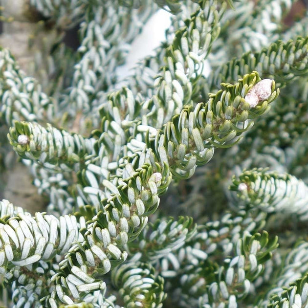 Abies koreana 'Silberlocke' tree