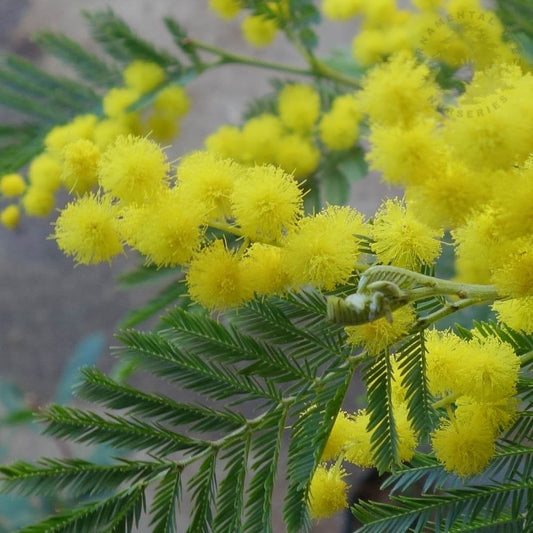 Acacia dealbata 'Gaulois Astier' Mimosa