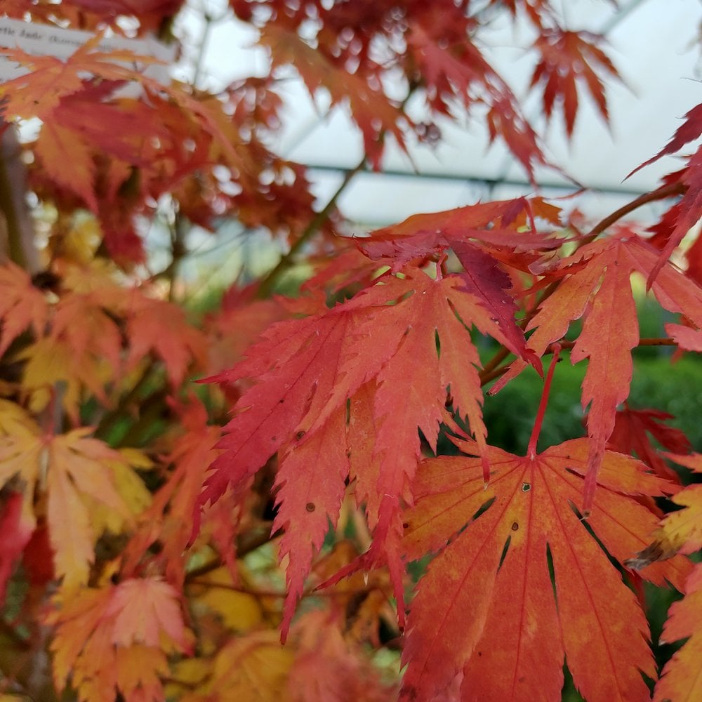 Acer x pseudosieboldianum 'Arctic Jade' Maple