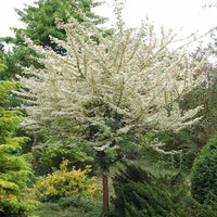 Mature Acer campestre 'Carnival' Field Maple tree