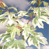 Acer campestre 'Carnival' Field Maple tree