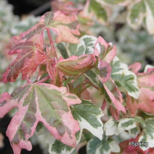 Pink variegation on Acer campestre 'Carnival'