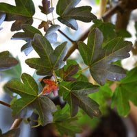 Acer campestre 'Evenly Red' Maple