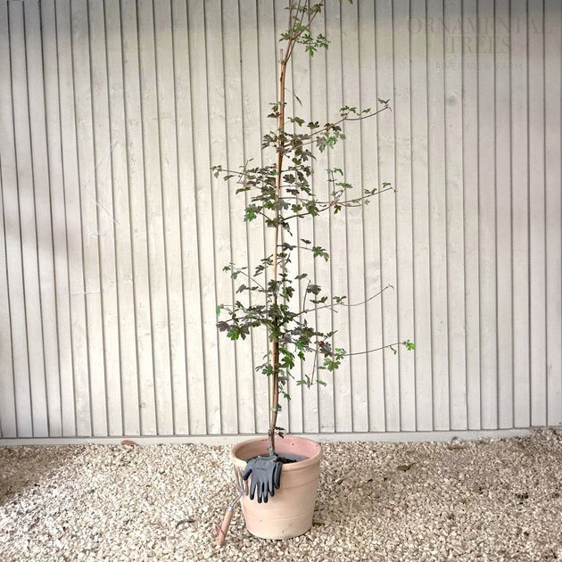 Acer campestre 'Evenly Red' tree in pot