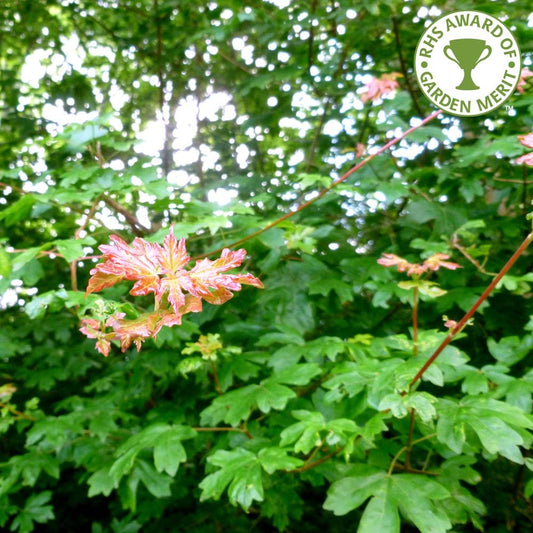 Acer campestre Field Maple tree