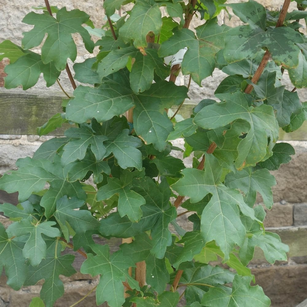 Acer campestre 'William Caldwell' Field Maple