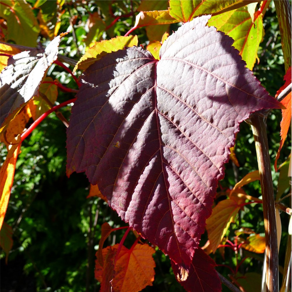 Acer capillipes autumn Maple leaves