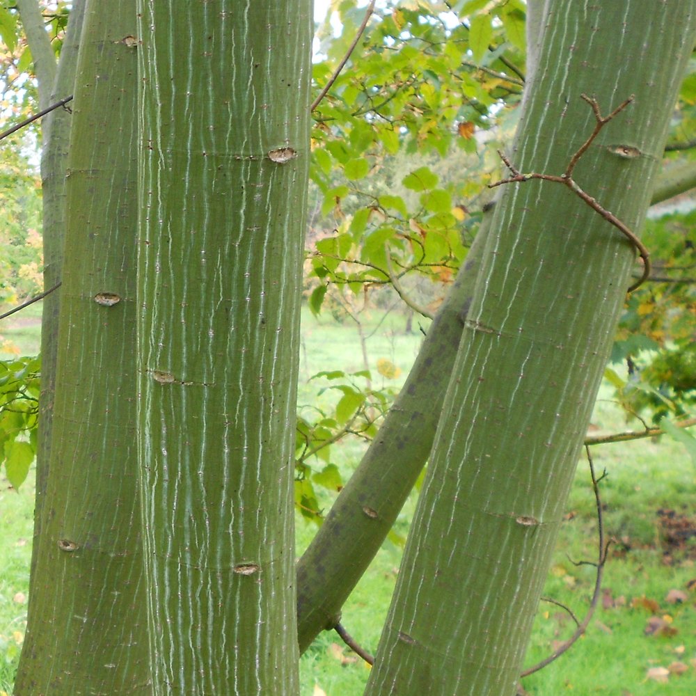 Acer capillipes Snake Bark Maple with striped green bark