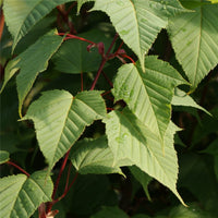 Acer capillipes Maple leaves