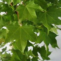 Golden Cappadocian Maple leaves