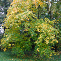 Acer cappadocicum 'Rubrum' tree