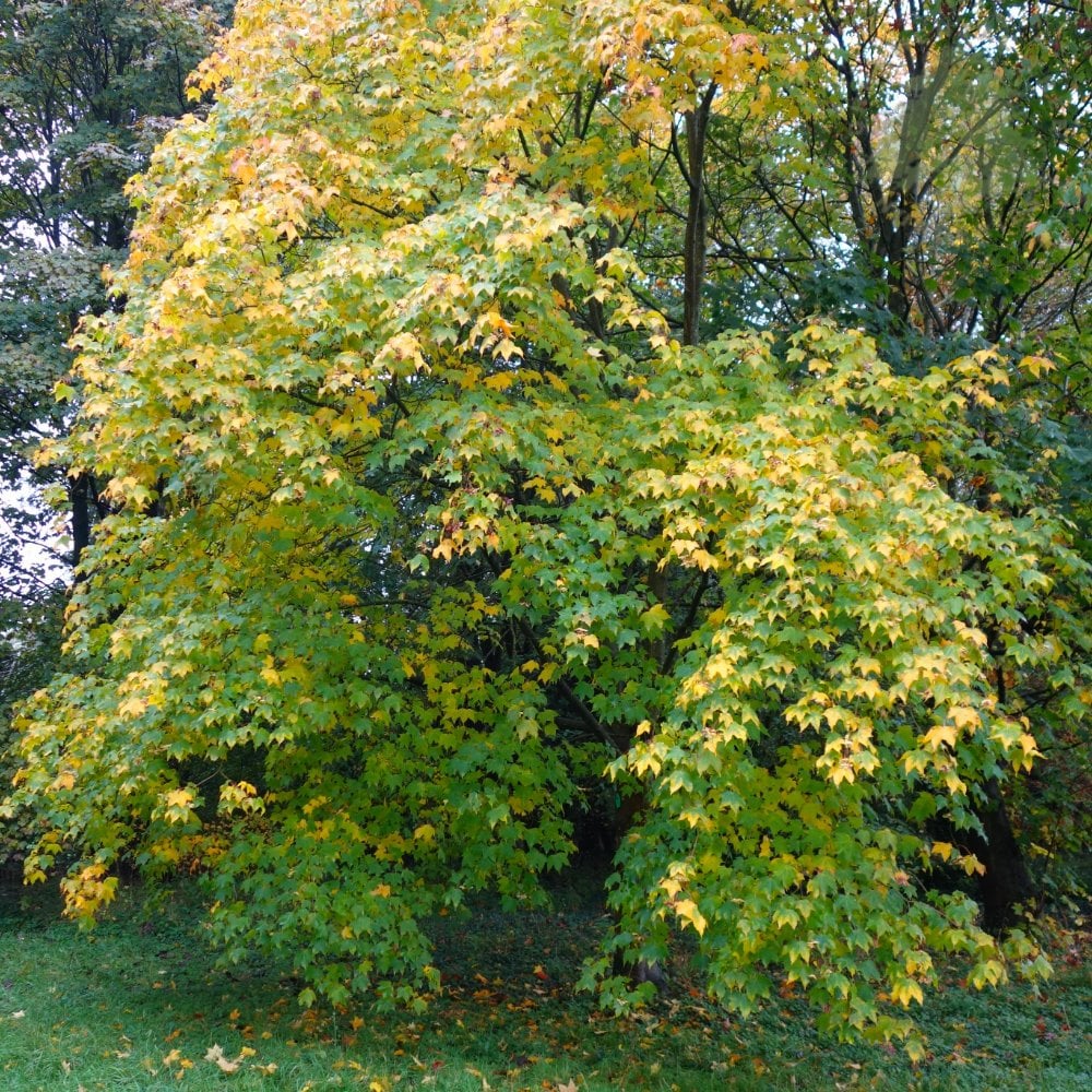 Acer cappadocicum 'Rubrum' tree