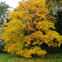 Acer cappadocicum 'Rubrum' tree