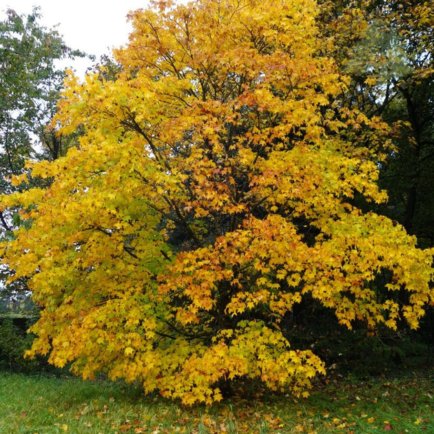 Acer cappadocicum 'Rubrum' tree