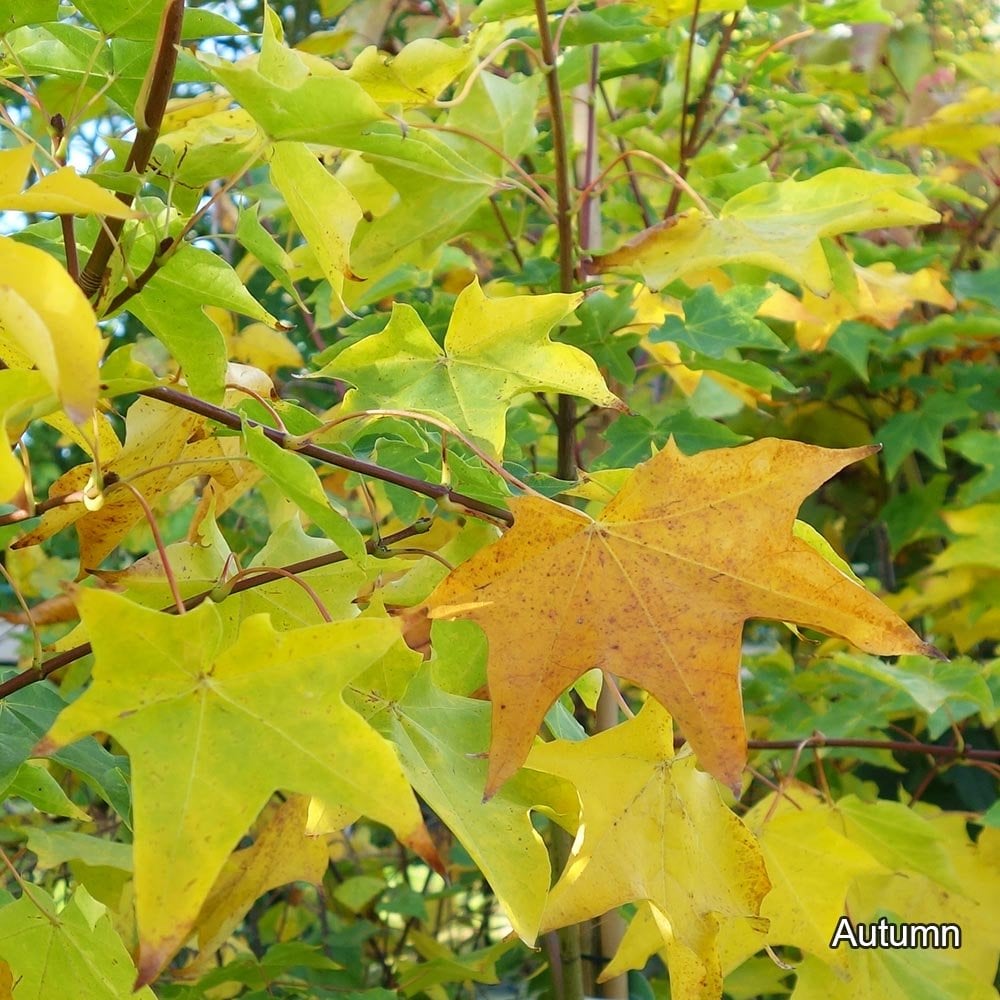 Acer cappadocicum 'Rubrum' Maple in autumn