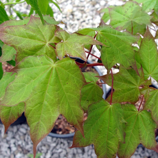 Acer cappadocicum 'Rubrum' Red Maple