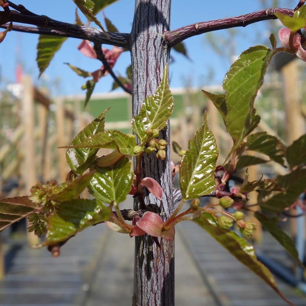 Patterned snake bark on Acer davidii 'Serpentine'