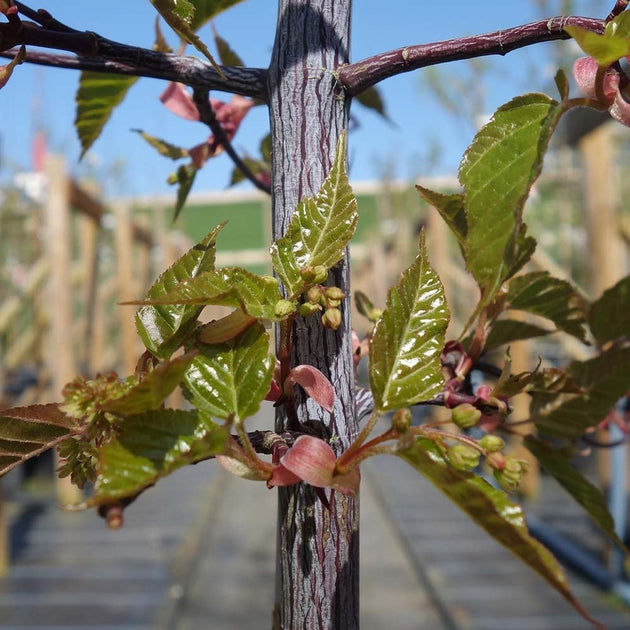 Patterned snake bark on Acer davidii 'Serpentine'