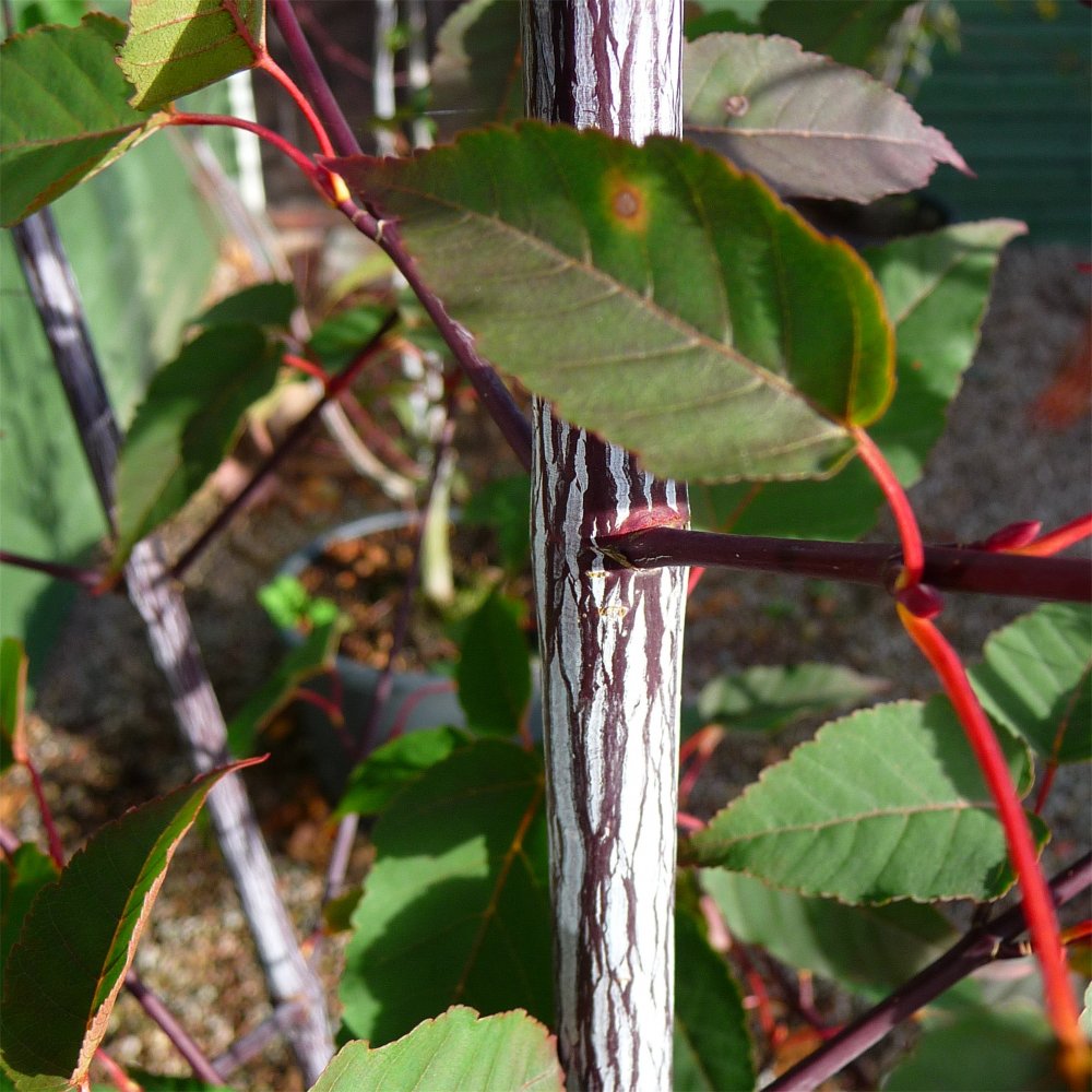 Acer davidii 'Serpentine' Snake Bark Maple tree