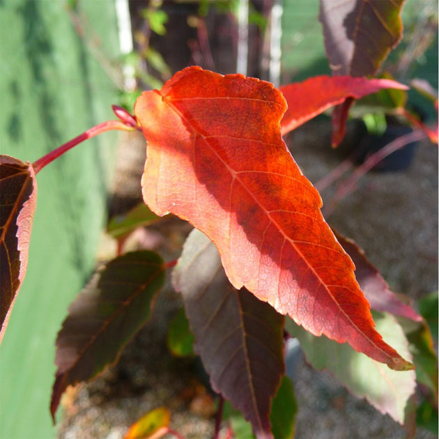 Autumn foliage on Acer davidii 'Serpentine'